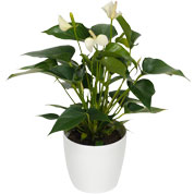 Anthurium blanc + Cache pot Blanc